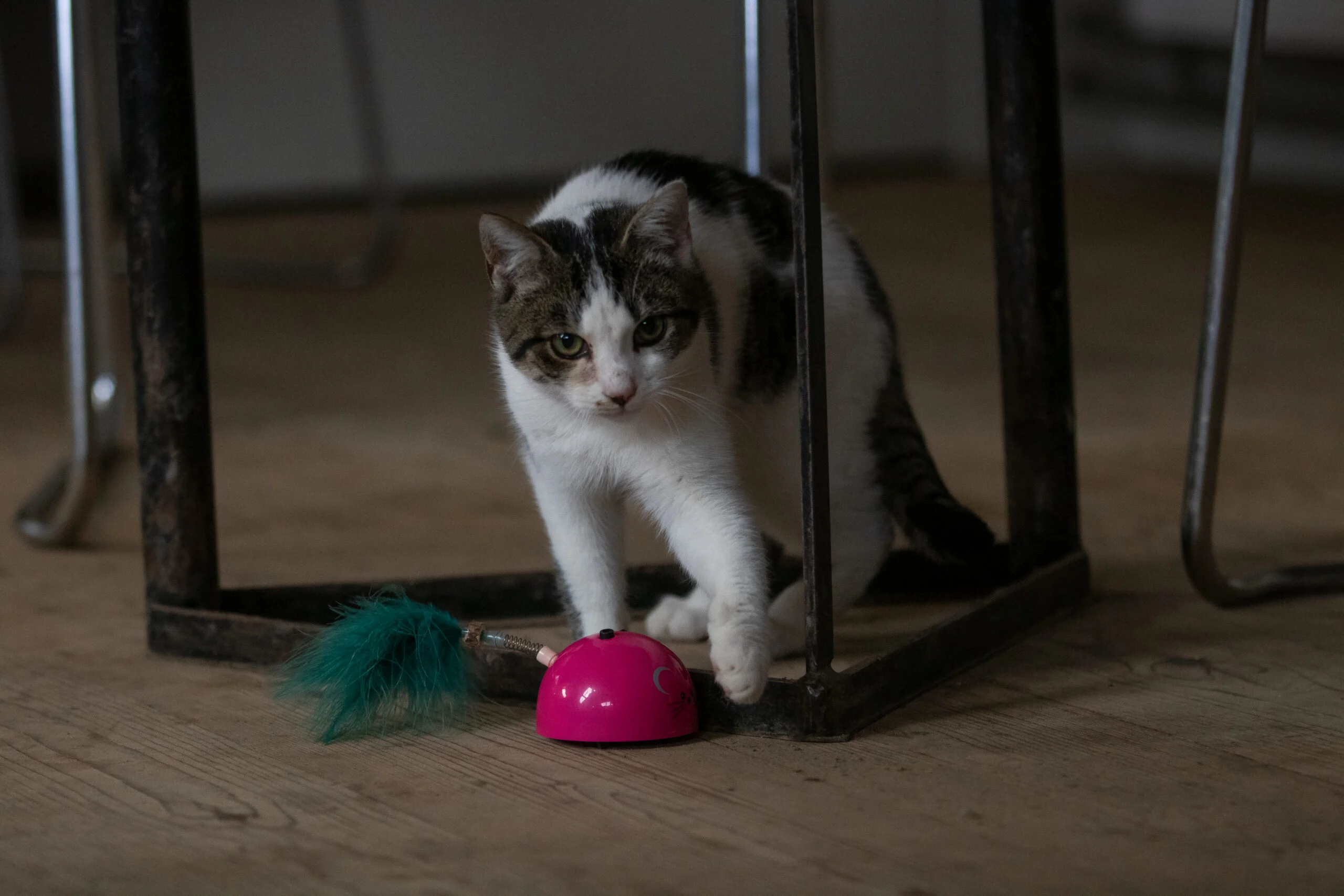 Souris de jeu avec capteur de mouvement et Madnip, rose – Robocat Mouse – Image 4