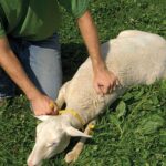 Dispositif de contention pour moutons en polycarbonate, 22,5 cm – Shoof Gambrel Restrainer L – Image 2