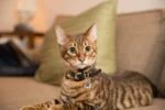 Médaille pour animaux S pour chien et chat, imperméable – Spotted! Pro – Image 6