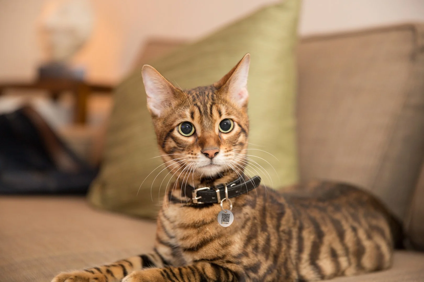 Médaille pour animaux S pour chien et chat, imperméable – Spotted! Pro – Image 6