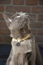 Médaille pour animaux S pour chien et chat, imperméable – Spotted! Pro – Image 3