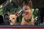 Médaille pour animaux S pour chien et chat, imperméable – Spotted! Pro – Image 5