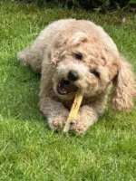 Bâtonnet de fromage pour chien à la truffe noire, taille S – SwissCowers Cheese Bars Truffle S – Image 4