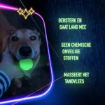Jouet pour chien lumineux dans le noir – 2 Glow Fetch & Play – Image 5