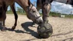 Balle distributrice pour chevaux avec ouvertures, noire – Excellent Horse Feed & Play Ball – Image 2