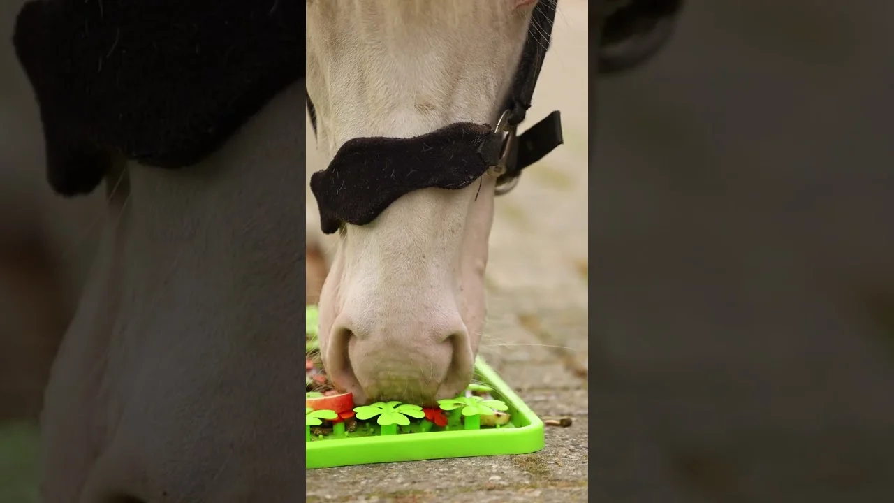 Tapis de fouille en silicone pour chevaux, 50 x 50 cm – Excellent Horse Snuffle Mat – Image 3