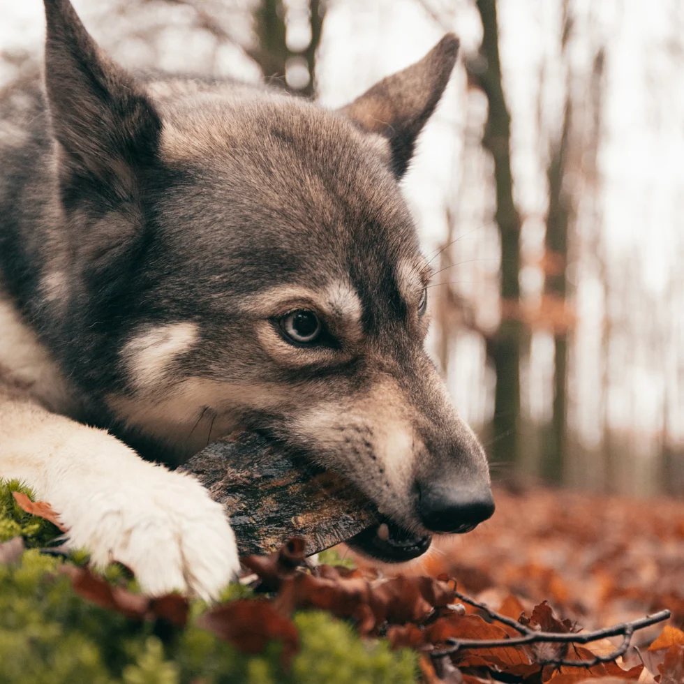 Corne à mâcher de bœuf pour chiens de 1 à 4 kg – Viking Horn Twist S – Image 3
