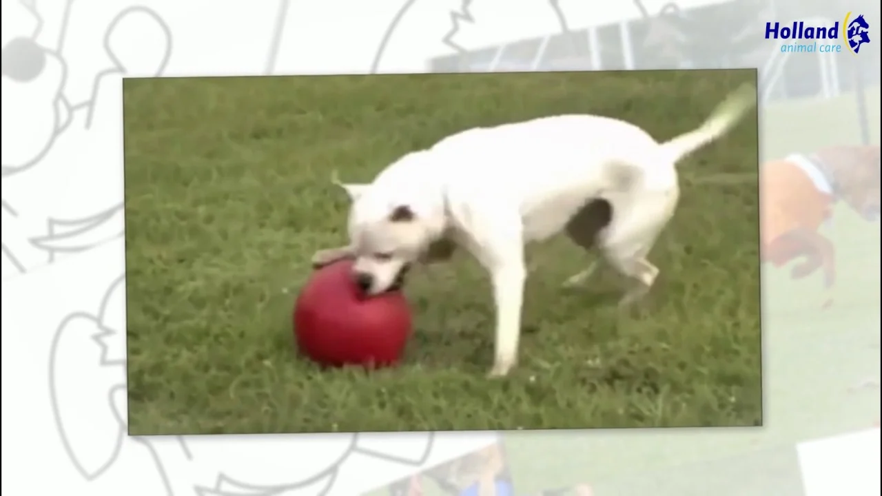 Balle pour chien à surface lisse rouge, 35 cm – Jolly Pets Push-n-Play – Image 3