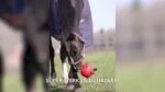 Ballon de jeu pour cheval avec élastiques, 19 cm, vert – Excellent Horse Fun Play Ball – Image 3