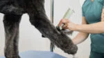 Tondeuse pour chevaux avec fil et batterie, 2 vitesses – Wahl KMC+ – Image 3