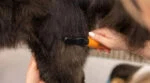 Peigne démêloir pour chien à dents courbes en acier inoxydable – Wahl Dematter – Image 4