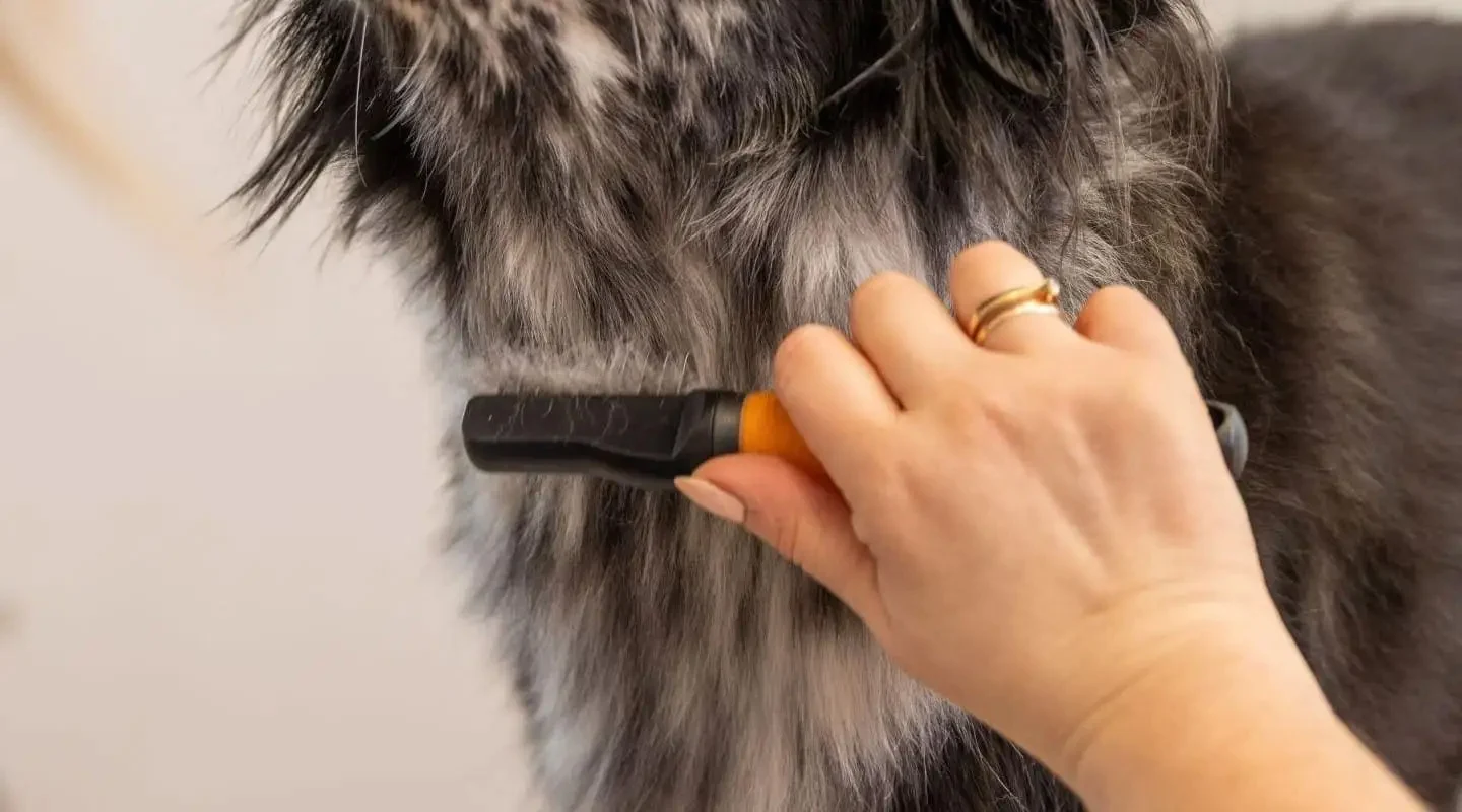 Peigne démêloir pour chien à dents courbes en acier inoxydable – Wahl Dematter – Image 2