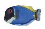 Poisson jouet pour chat avec herbe à chat – Wild Life Collection, poisson chirurgien bleu – Image 2