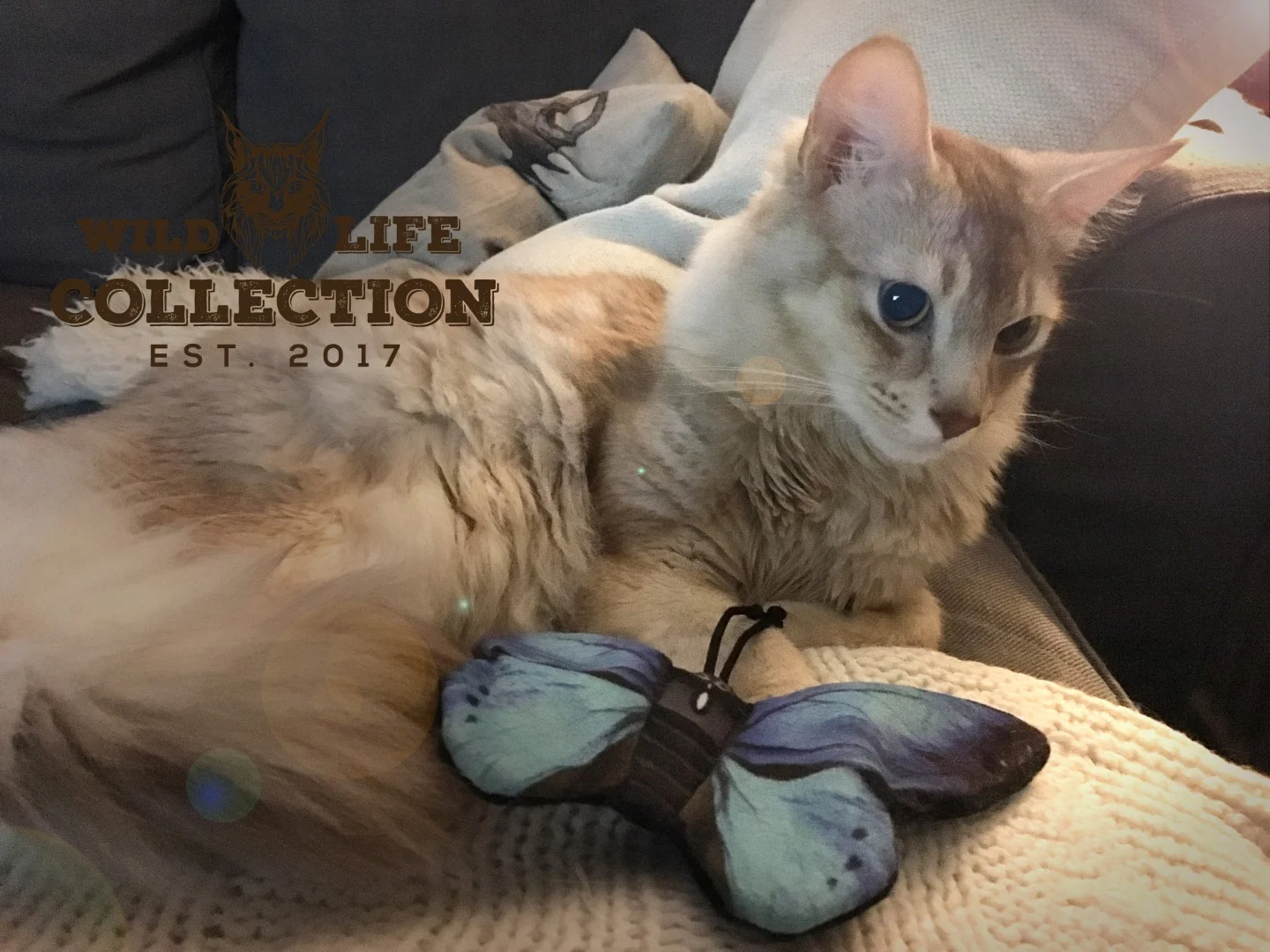 Papillon de jeu pour chat avec herbe à chat – Wild Life Collection Cat Papillon bleu – Image 3