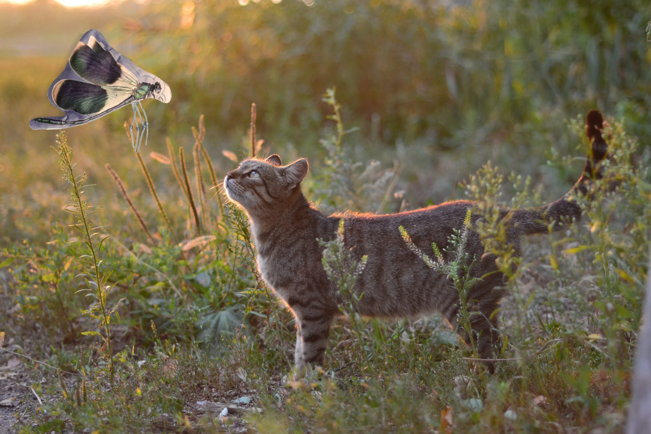Jouet pour chat en forme de libellule avec herbe à chat – Wild Life Collection Cat Libellule – Image 3