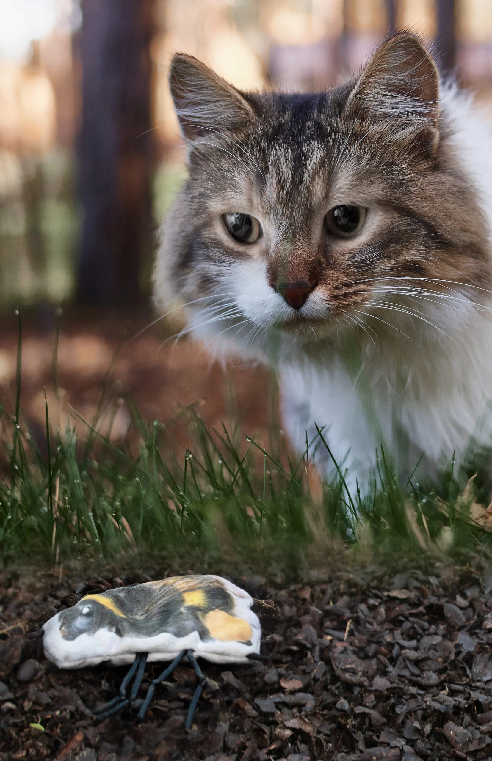 Jouet pour chat en forme de bourdon avec herbe à chat – Wild Life Collection Cat Bourdon – Image 3