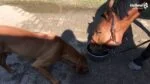 Complément alimentaire pour chevaux à base d’acides humiques et de minéraux, 2,5 l – Excellent Horse Total Balance – Image 2