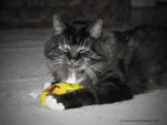 Banane jouet pour chat avec herbe à chat, 17,7 cm – Yeowww! Chicata Banana – Image 3