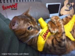 Banane jouet pour chat avec herbe à chat, 17,7 cm – Yeowww! Chicata Banana – Image 5