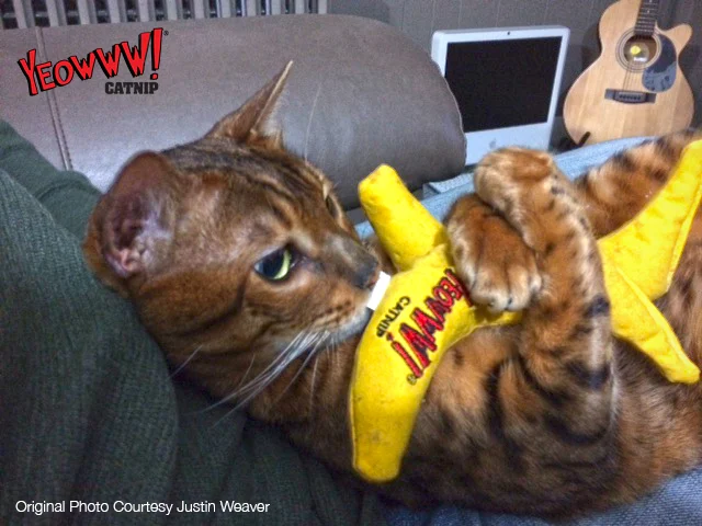 Banane jouet pour chat avec herbe à chat, 17,7 cm – Yeowww! Chicata Banana – Image 5