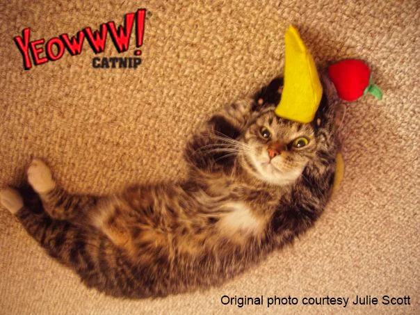 Banane jouet pour chat avec herbe à chat, 17,7 cm – Yeowww! Chicata Banana – Image 4