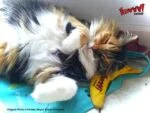 Banane jouet pour chat avec herbe à chat, 17,7 cm – Yeowww! Chicata Banana – Image 6
