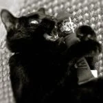 Cigare à l’herbe à chat pour chats, marron, 18 cm – Yeowww! Cigar – Image 2