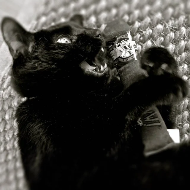 Cigare à l’herbe à chat pour chats, marron, 18 cm – Yeowww! Cigar – Image 2