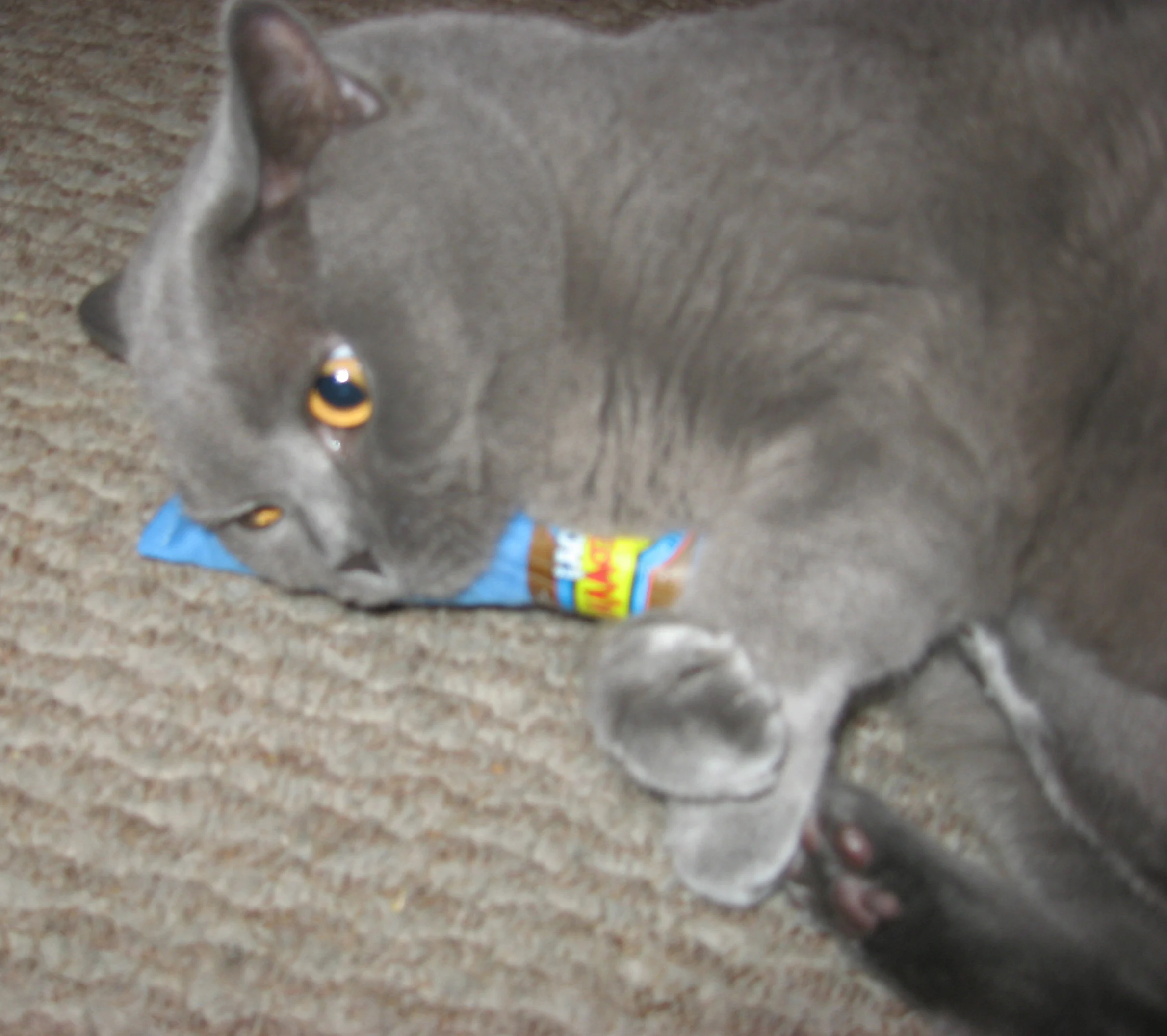 Cigare de jeu pour chats avec cataire, bleu, 18 cm – Yeowww! Cigar – Image 2