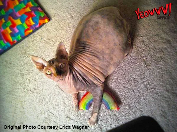 Jouet pour chat arc-en-ciel à la cataire, 17,7 cm – Yeowww! Rainbow – Image 3