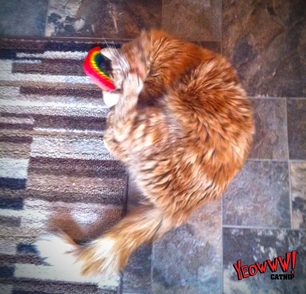 Jouet pour chat arc-en-ciel à la cataire, 17,7 cm – Yeowww! Rainbow – Image 2