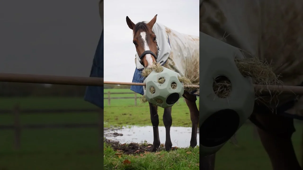 Balle distributrice pour chevaux avec ouvertures, noire – Excellent Horse Feed & Play Ball – Image 3