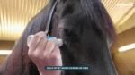 Éponge neutralisant les odeurs pour chevaux aux huiles essentielles, 75 ml – Excellent Horse Odour Spons-On – Image 2