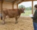 Une vache brune se tient sur de la paille dans une étable ouverte, tandis qu’un éleveur l’observe avec un carnet vierge à la main.