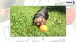 Balle à friandises pour chiens en caoutchouc TPR, 10 cm – Jolly Pets Jolly Jumper orange M – Image 3