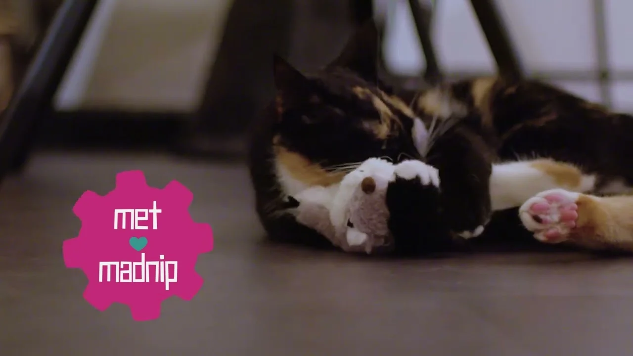 Jouet animé pour chat avec son et Madnip – Robocat Bij – Image 4