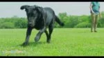 Frisbee en caoutchouc pour chien avec sifflement, 28 cm – Chuckit! Whistle Flight – Image 2