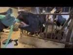 Pompe de drenchage pour vaches entraînée par une perceuse avec bidon de 25 l – Excellent Cow Drencher Drill Driven – Image 3