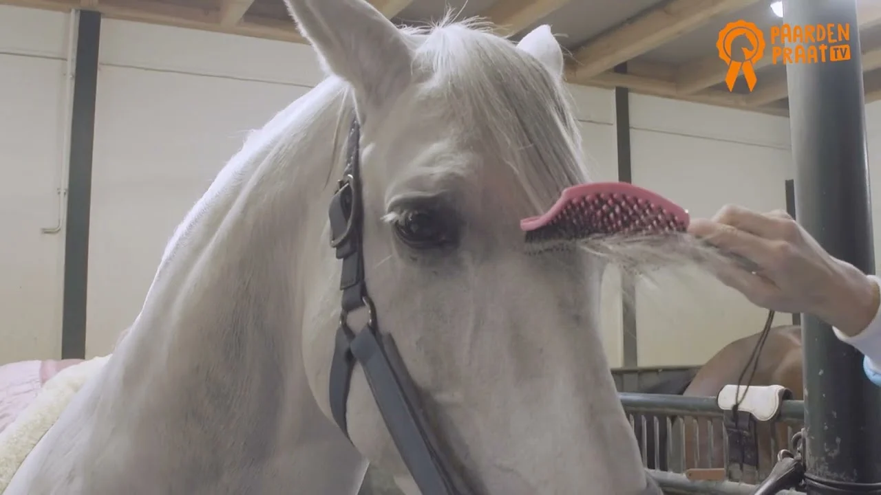 Brosse à crinière en poils de sanglier et picots flexibles, rose, 24,5 cm – Paardenpraat TV Horse Supreme – Image 2