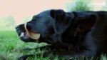 Friandises à mâcher pour chiens Small, 48 pièces – Dental Ears – Image 5
